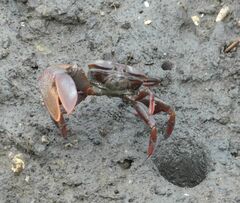Uca maracoani