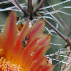 Acmaeodera quadrivittatoides