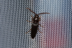 Dicrepidius corvinus