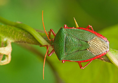 Edessa rufomarginata