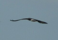 Rostrhamus sociabilis plumbeus