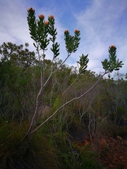 Leucospermum glabrum