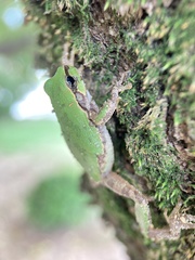Hyla japonica