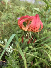 Lilium pyrophilum