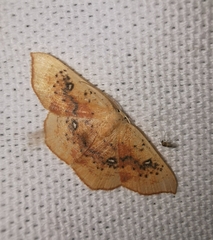 Cyclophora lennigiaria