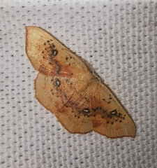 Cyclophora lennigiaria