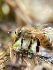 Apis mellifera
