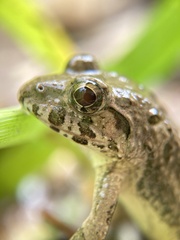 Fejervarya kawamurai