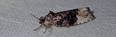 Apotomis betuletana