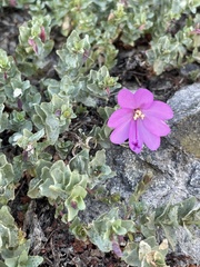 Epilobium obcordatum