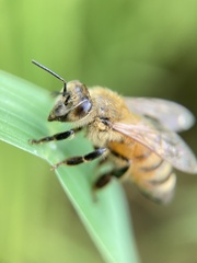 Apis mellifera