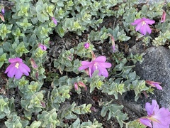 Epilobium obcordatum