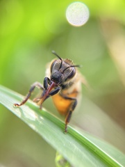 Apis mellifera