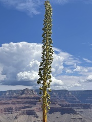 Agave utahensis