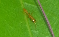 Pseudomyrmex pallidus