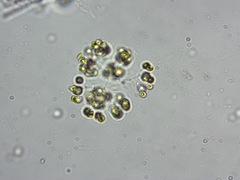 Dictyosphaerium