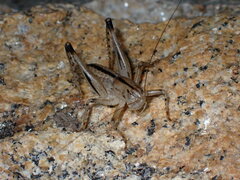 Ateloplus notatus
