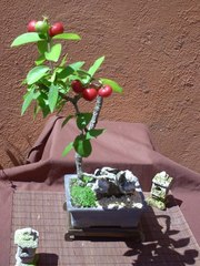 Malpighia mexicana