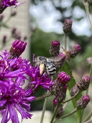 Melissodes denticulatus