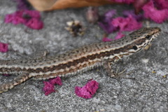 Podarcis muralis