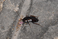 Blatta orientalis