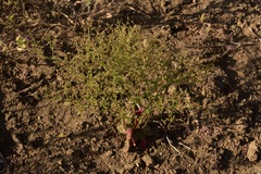 Eriogonum hirtiflorum
