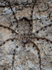 Selenops debilis