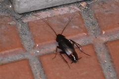 Blatta orientalis