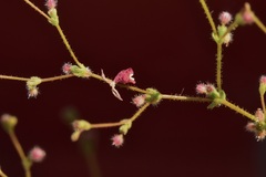 Eriogonum hirtiflorum