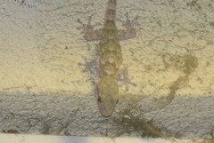 Tarentola mauritanica