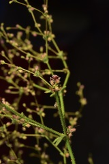Eriogonum hirtiflorum