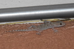 Tarentola mauritanica
