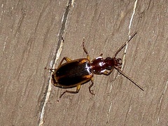 Cymindis limbata