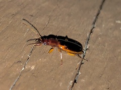 Cymindis limbata