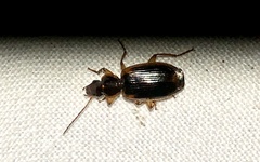 Cymindis limbata