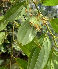 Goupia glabra