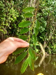 Goupia glabra