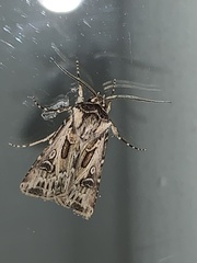 Agrotis vestigialis
