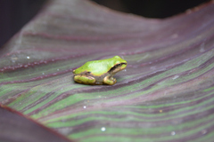 Hyla japonica