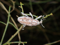 Apleurus albovestitus