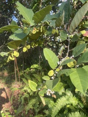 Dalbergia ecastaphyllum