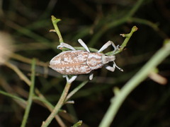 Apleurus albovestitus
