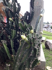 Acanthocereus tetragonus