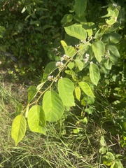 Dalbergia ecastaphyllum