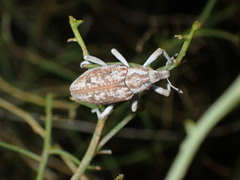 Apleurus albovestitus