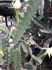 Acanthocereus tetragonus