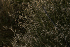 Baccharis trimera
