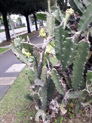 Acanthocereus tetragonus