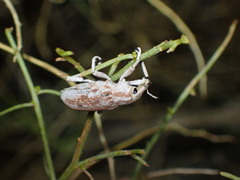 Apleurus albovestitus