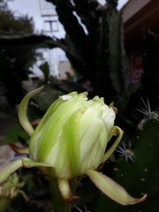 Acanthocereus tetragonus